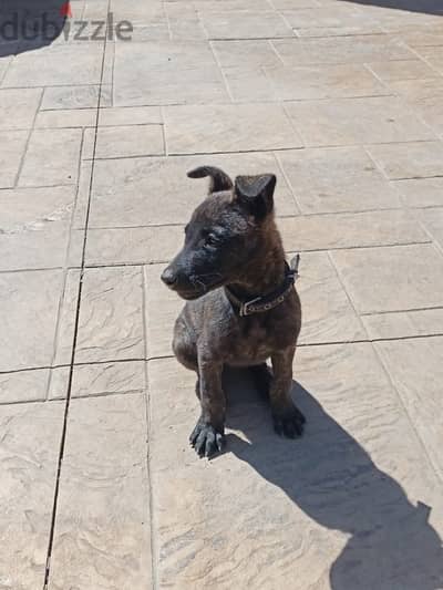 Malinois Female Puppies