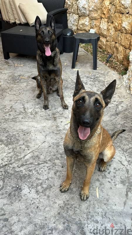 Malinois Female Puppies 1