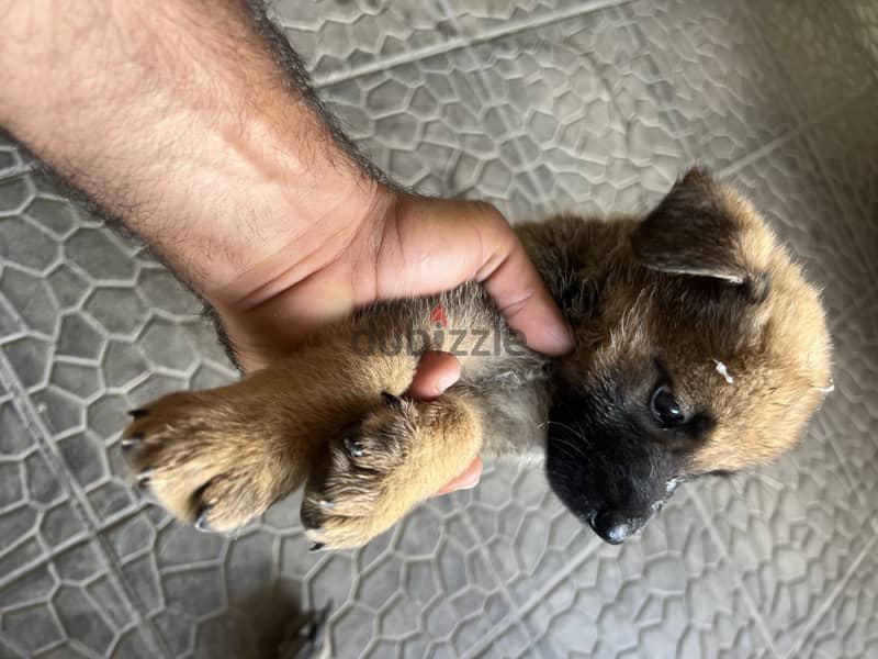 Pure malinois males and females for sale 15