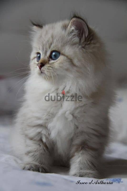 Fluffy Siberian Kitten Available/ cat قطط 0