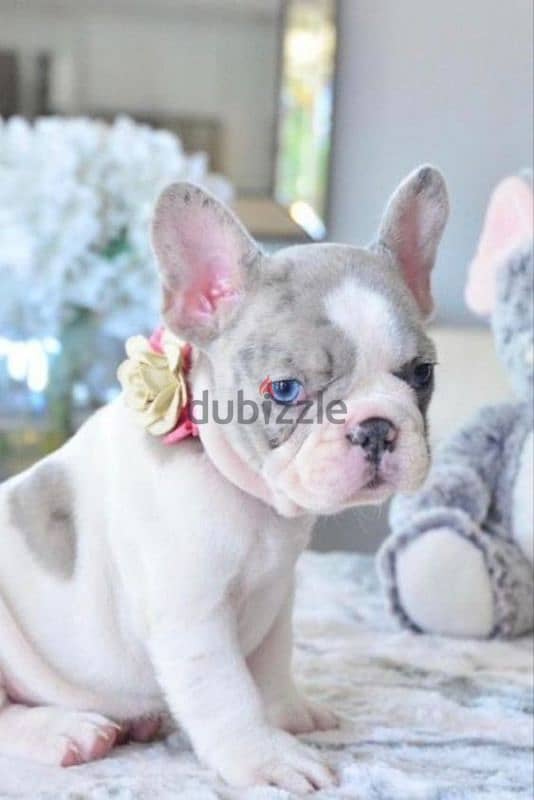 French Bulldog White and Merle / dog كلاب Available 0