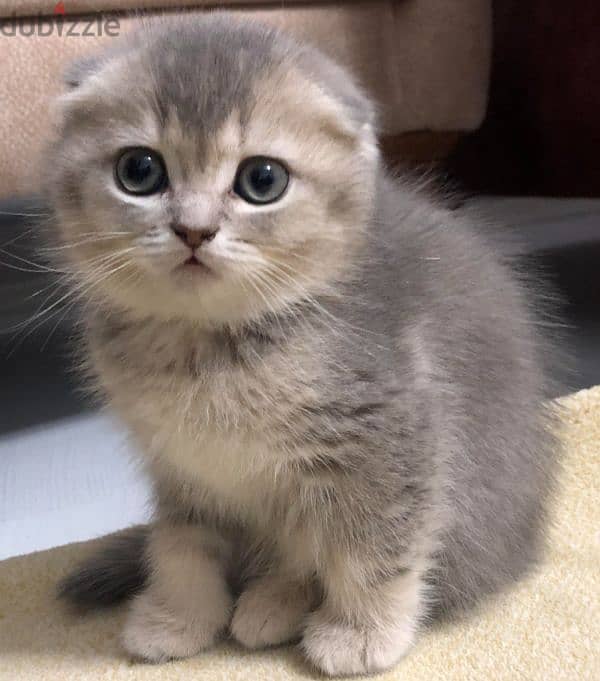 Scottish fold 0