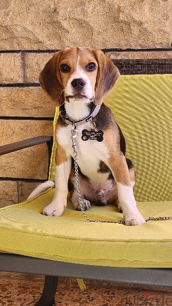 Male Beagle Puppy 0