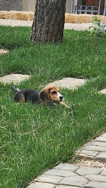 Male Beagle Puppy 1