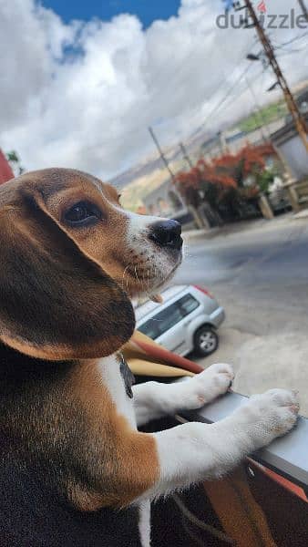 Male Beagle Puppy 2