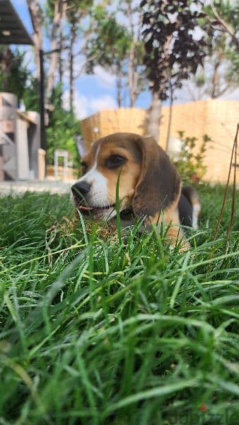 Male Beagle Puppy 3