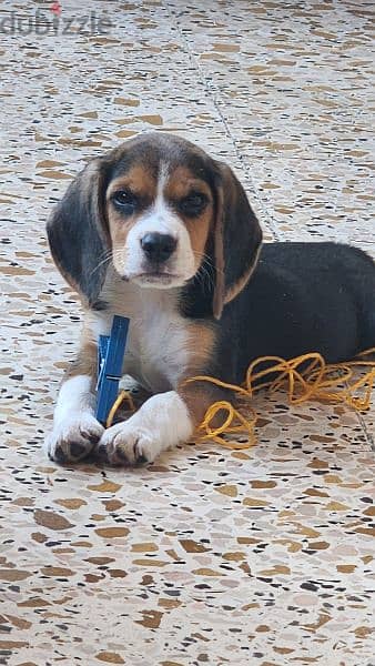 Male Beagle Puppy 4