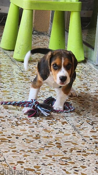 Male Beagle Puppy 5