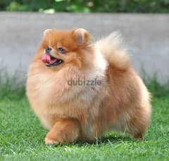 Pomeranian male and female teacup toy face available 76960295 0