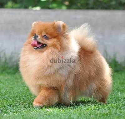 Pomeranian