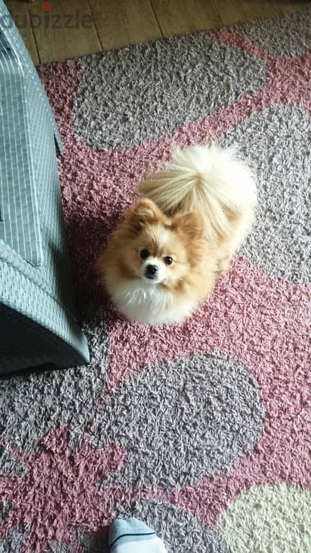 Pomeranian male and female teacup toy face available 76960295 2