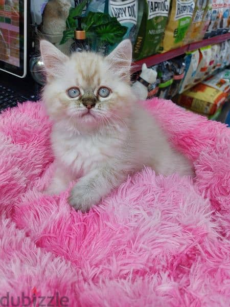 Siberian Kitten Available/ Delivery / Cat/ قطط 0