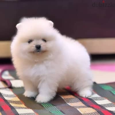 Available male and female Pomeranian