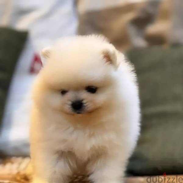 Available male and female Pomeranian 1