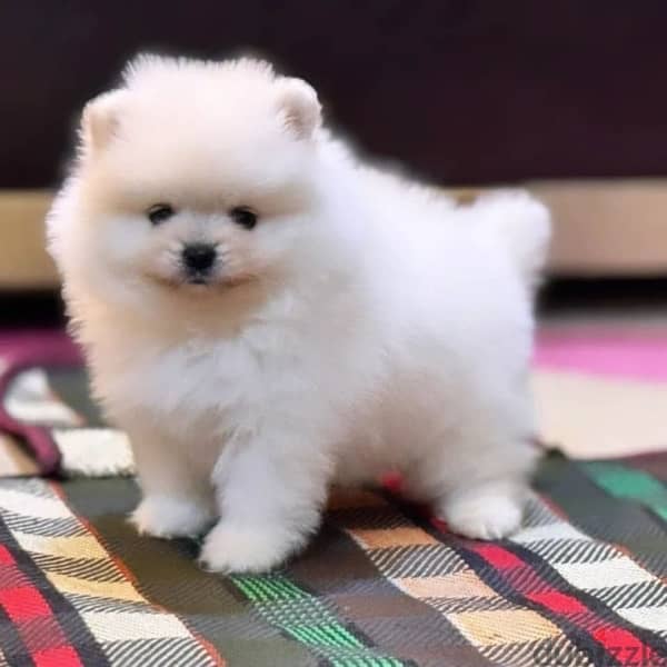 Available male and female Pomeranian 2