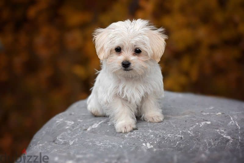 little Maltese puppy for sale 0