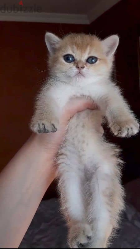 British shorthaire is available real photos!!! 1