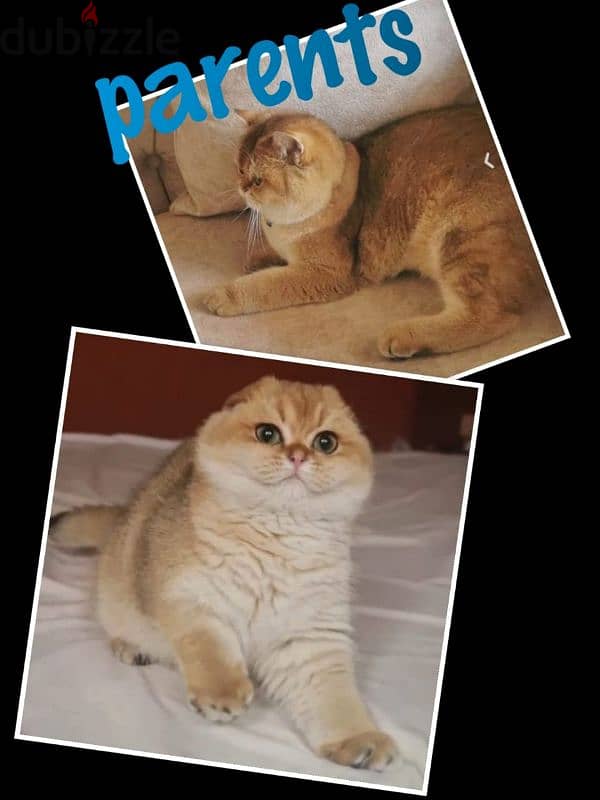 British shorthaire is available real photos!!! 2