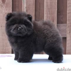 black chow chow 0