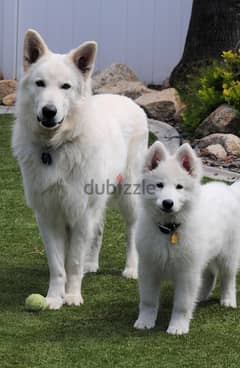 swiss shepherd puppies 0