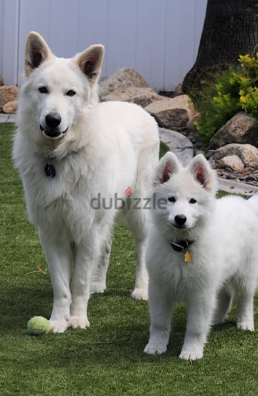 swiss shepherd puppies 0