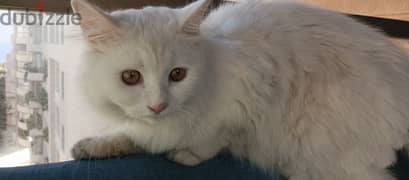 white cat angora 0