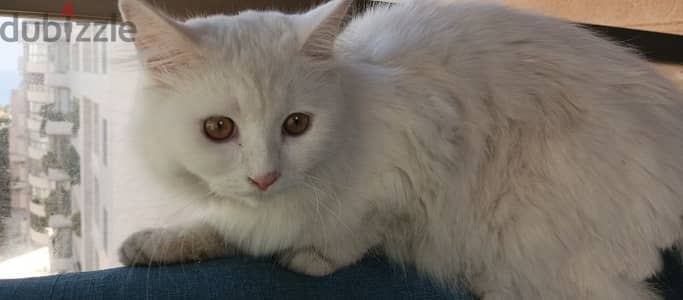 white cat angora