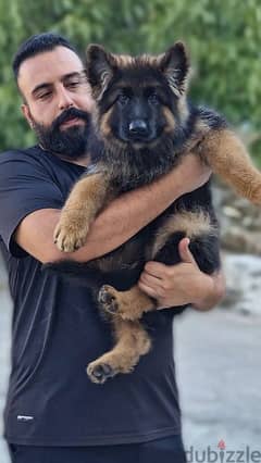 One Male German shepherd 0