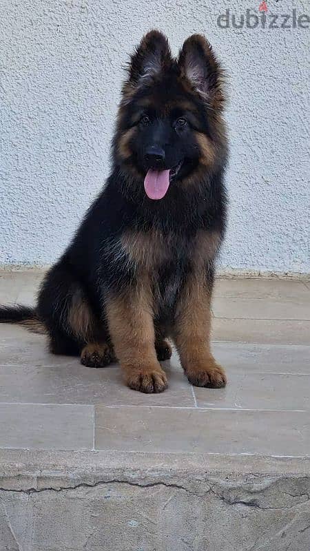 One Male German shepherd 1