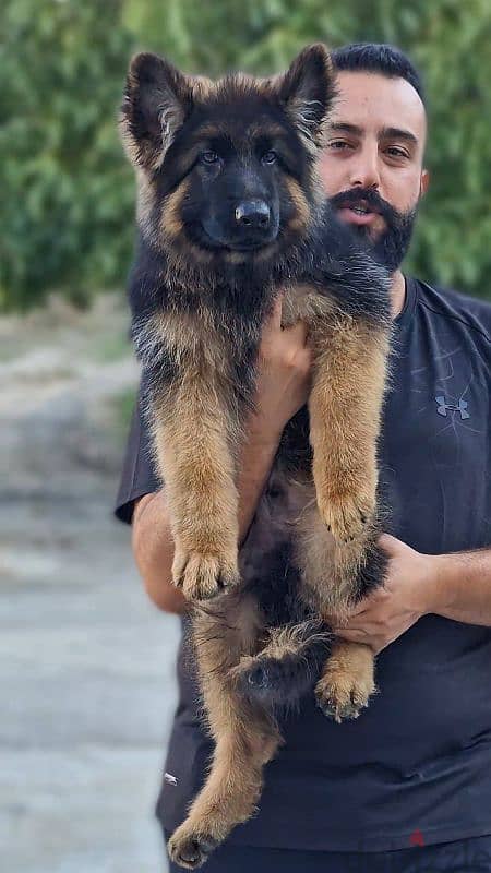 One Male German shepherd 2