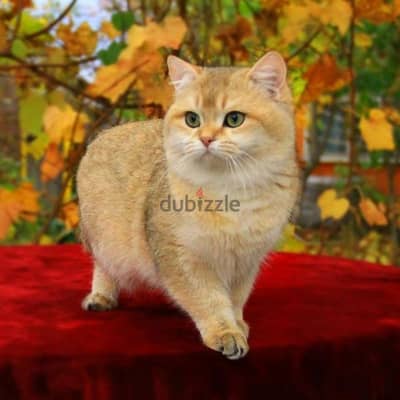 British Shorthair Golden Chinchilla Kitten/ cat قطط