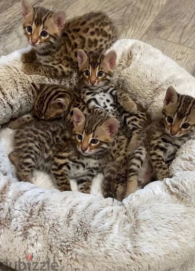 Bengal Kittens