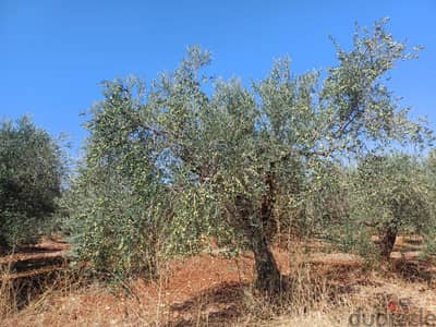 olive oil for sale -  زيت زيتون بكر ممتاز عصرة أكتوبر 2024عالبارد