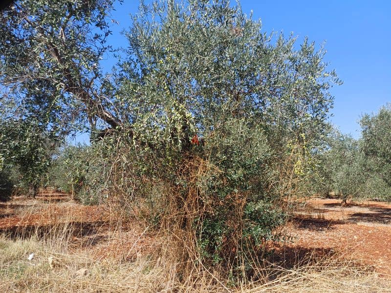 olive oil for sale -  زيت زيتون بكر ممتاز عصرة أكتوبر 2024عالبارد 1