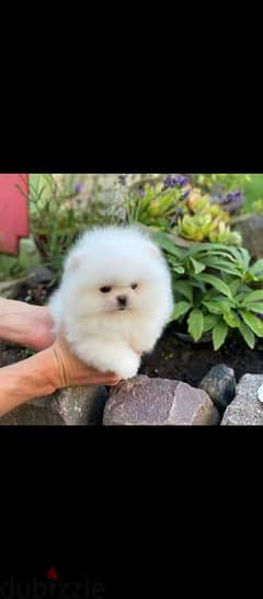 High quality Pomeranian puppies available 0