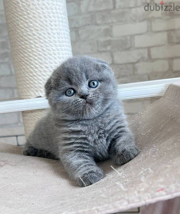 Pure Scottish fold kittens HIGHT QUALITY 0