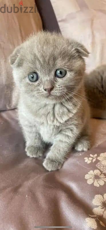 Pure Scottish fold kittens HIGHT QUALITY 1