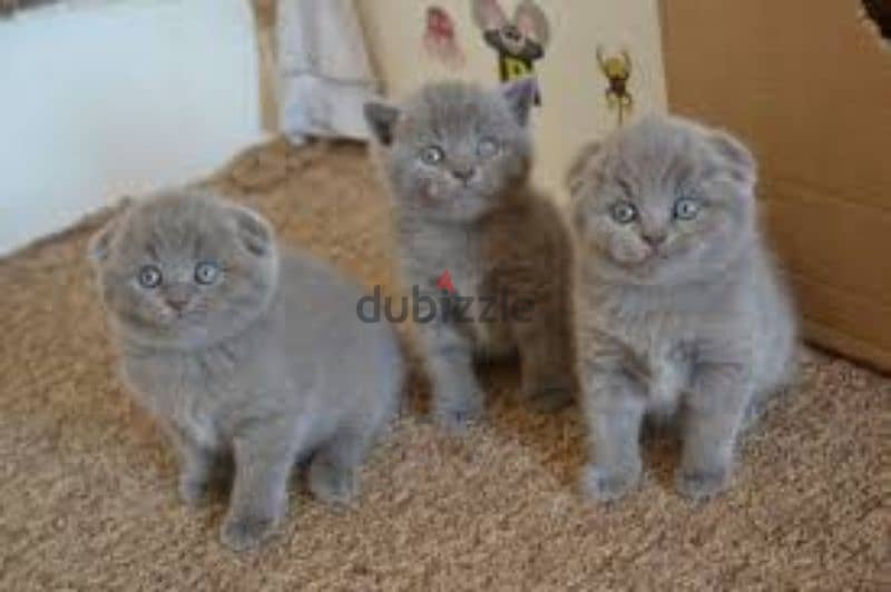 Pure Scottish fold kittens HIGHT QUALITY 2