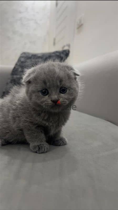 Pure Scottish fold kittens HIGHT QUALITY 3