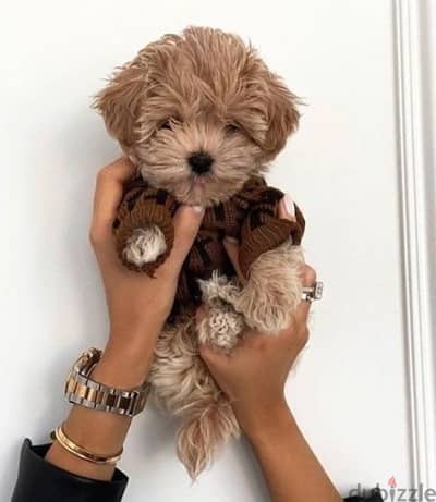 Maltipoo puppies / Imported/Available/Dog /كلاب