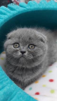 Scottish fold kitten/cat /قطط/Available/Delivery 0