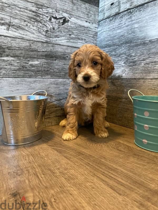 mini goldendoodle imported delivery available 0