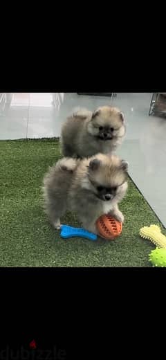 Pomeranian puppy imported pure breed Dog Delivery كلاب كلب 0