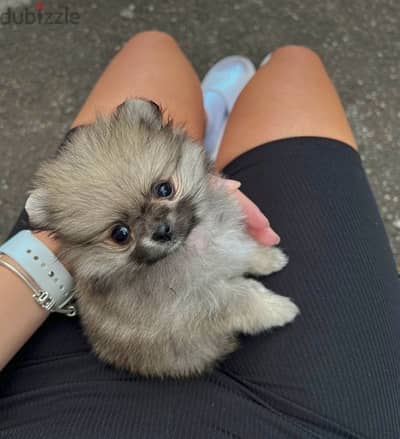 Pomeranian teacup Brown imported pure breed Delivery Dog كلاب