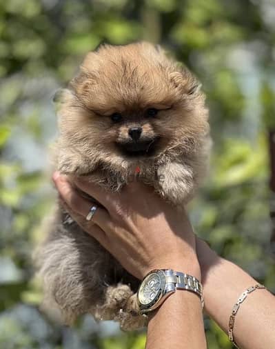 Pomeranian