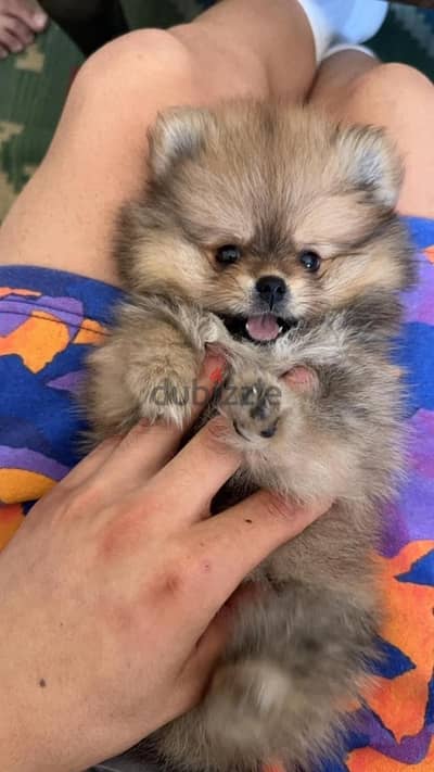 Pomeranian