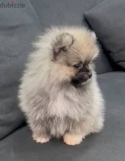 Pomeranian teacup puppy pure breed imported Delivery Dog كلاب