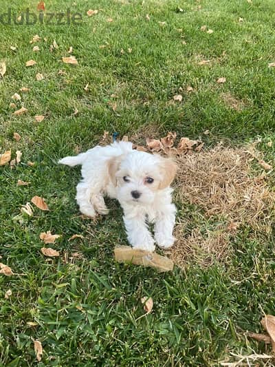 Bichon Maltese Puppy