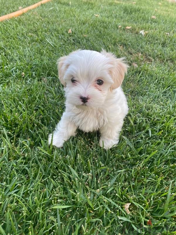 Bichon Maltese Puppy 1