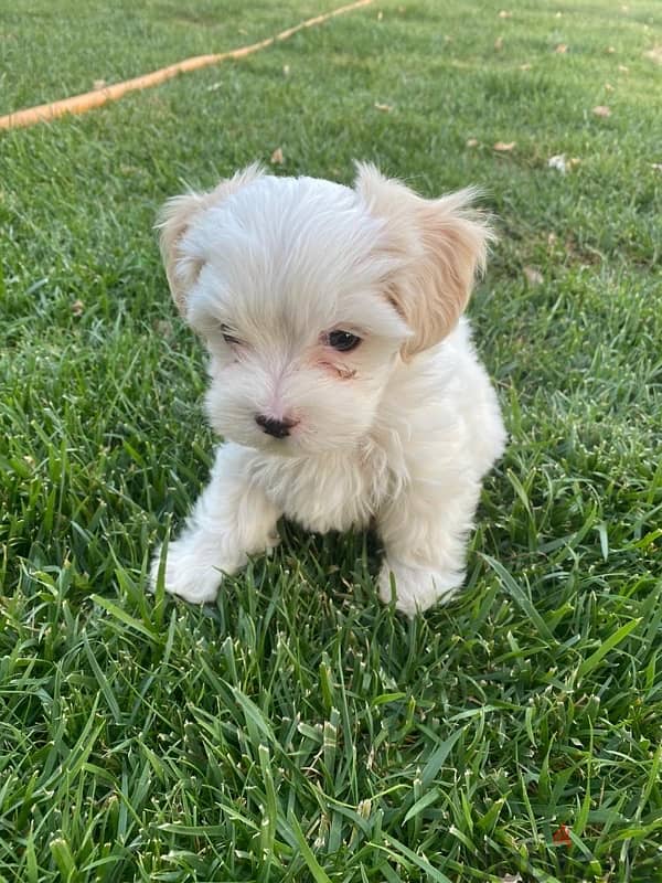 Bichon Maltese Puppy 2